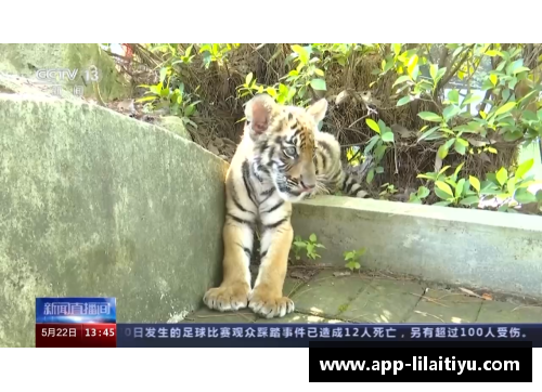 广东华南虎主场再胜浙江广厦，稳压榜首位置
